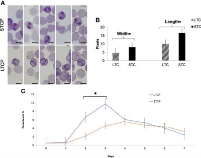 A Culture-Adapted Strain of Babesia bovis Has Reduced Subpopulation Complexity and Is Unable to Complete Its Natural Life Cycle in Ticks